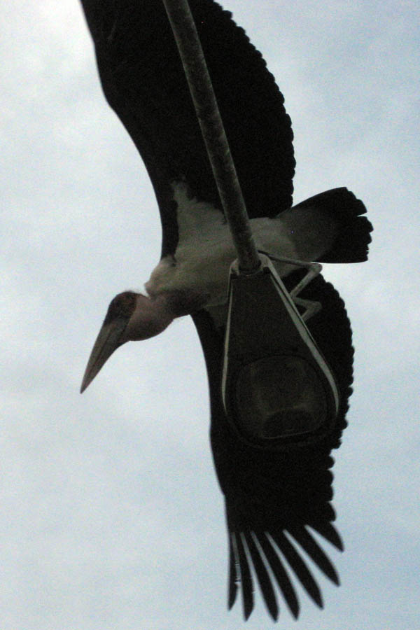 A stork in Juba, South Sudan